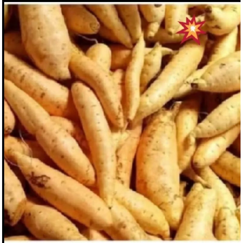 

ubi madu Cilembu mentah 1kg spek ABC Ubi dari kaki Gunung Cikuray