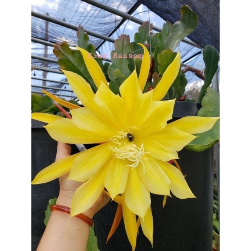 PROMO WIJAYA KUSUMA BUNGA KUNING-WIJAYA KUNING-WIJAYA KUSUMA BUNGA KUNING DEWASA