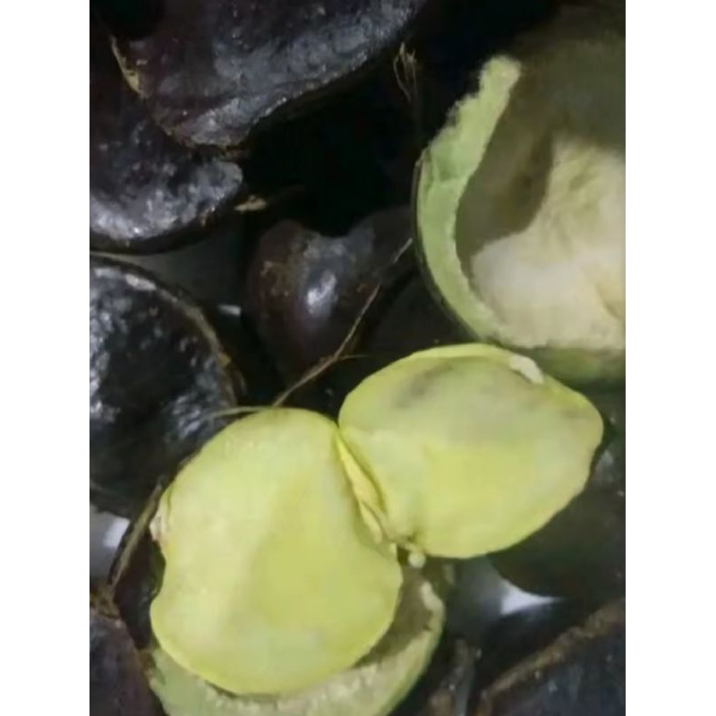 

jengkol muda super 1kg