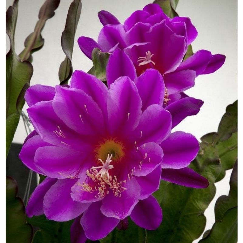 BISA COD WIJAYA KUSUMA BUNGA UNGU DOFF-WIJAYA UNGU-WIJAYA KUSUMA DEWASA