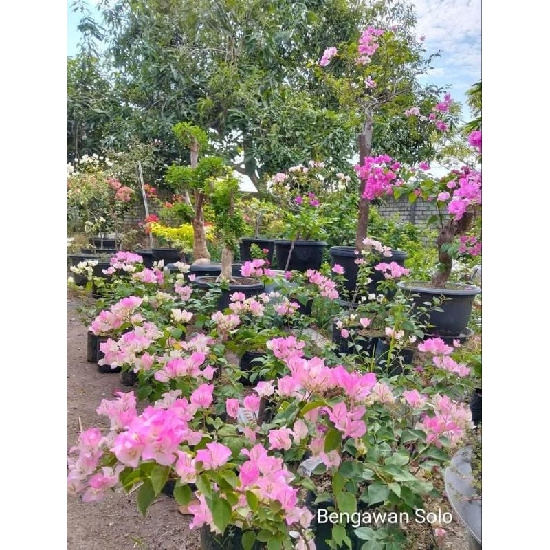 Bengawan solo bugenvile
