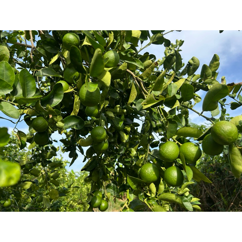 

JERUK NIPIS FRESH 1kg