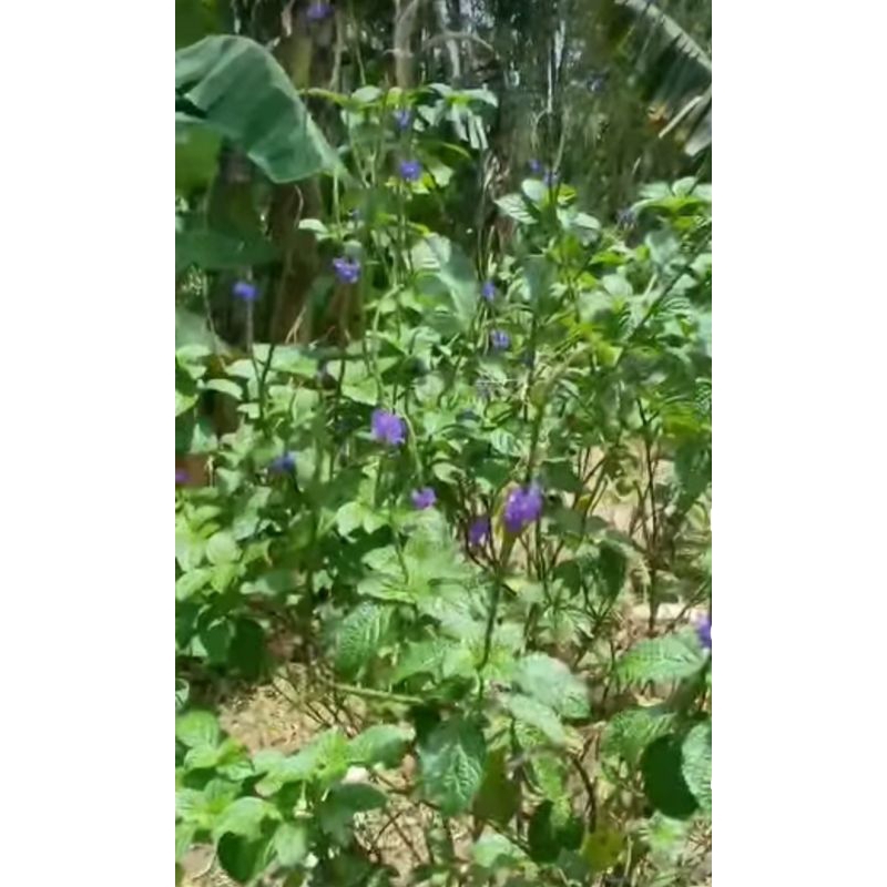 

Daun pecutan kuda/ daun jarong fresh 500 gram segar Alami