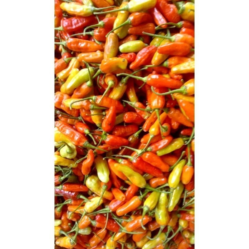 

cabe rawit merah 1kg fresh