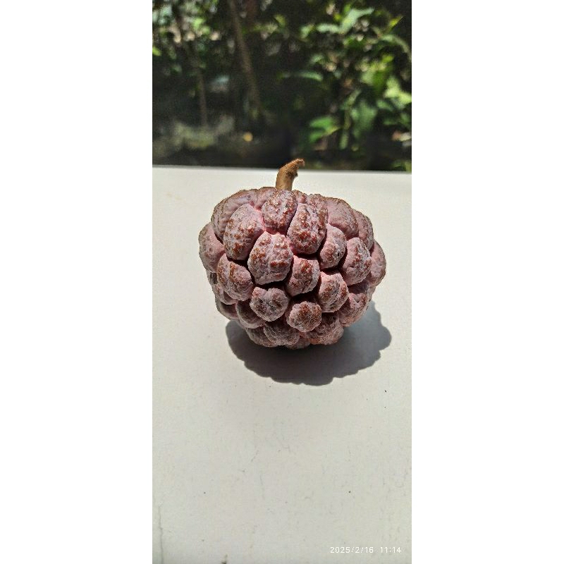 

Buah srikaya merah per pcs