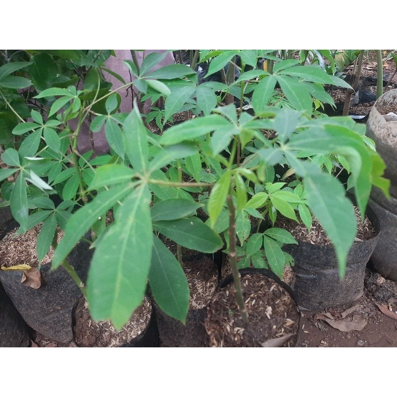Tanaman pohon randu / kapuk