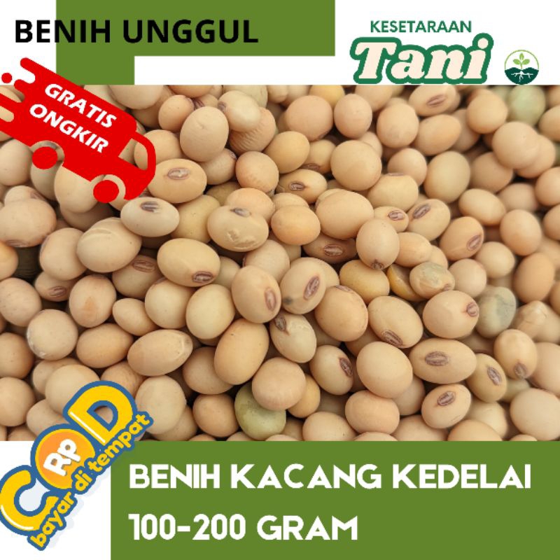 

120 gram benih kacang kedelai