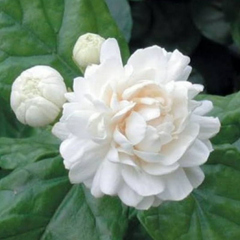 bibit bunga melati tumpuk / bibit tanaman melati tumpuk / tanaman hias melati tumpuk.