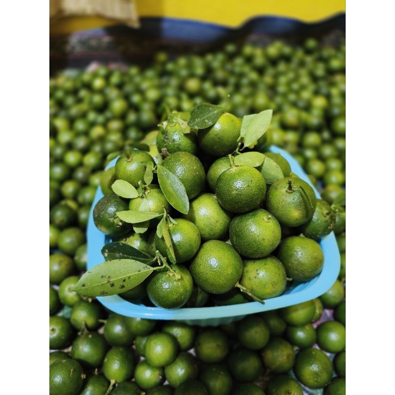 

1.kg jeruk sonkit/jeruk kasturi segar