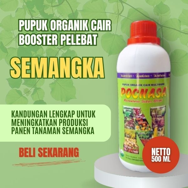 Pupuk Organik Cair Booster Buah Semangka Non Biji Merah Kuning Inul Terbaik