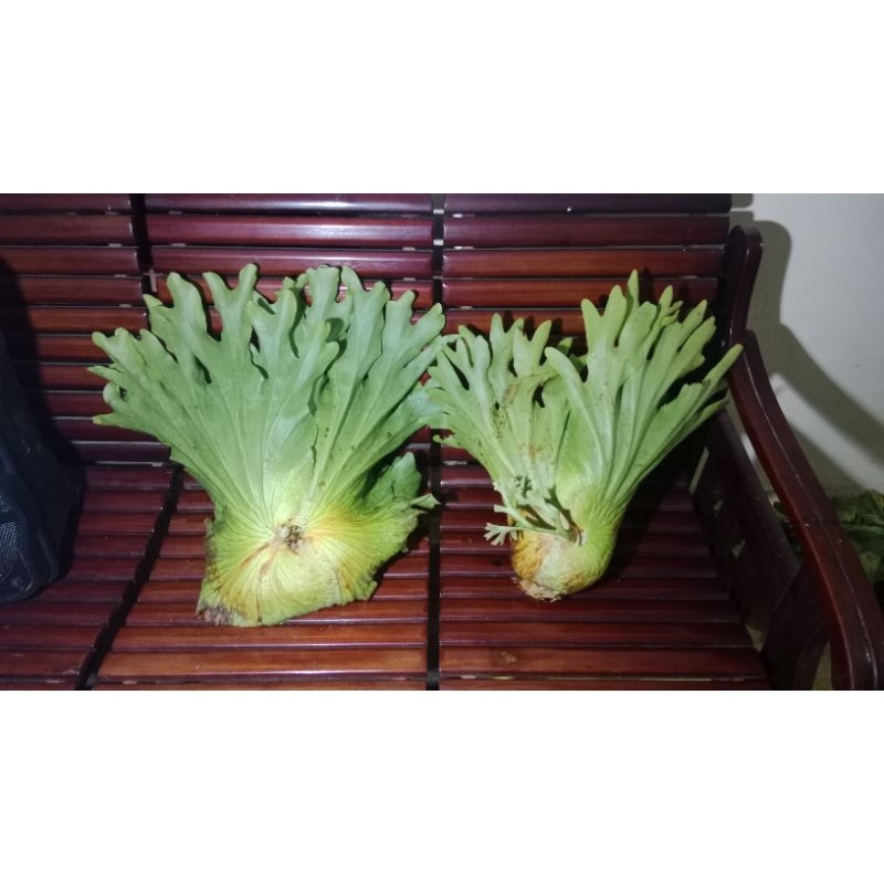 Platycerium coronarium 2A