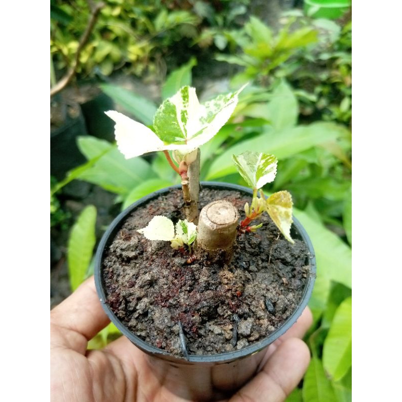 BAHAN BONSAI WARU VARIGATA