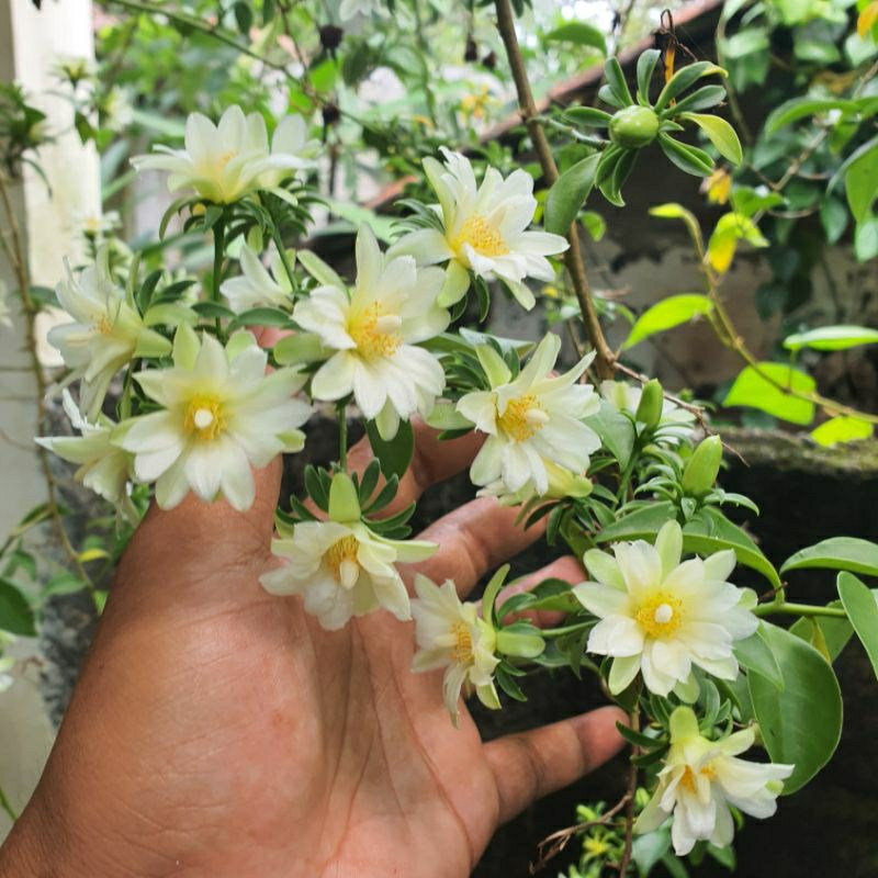 Tanaman Pareskia Aculeata / Lemon Vine / Ora pronobilis