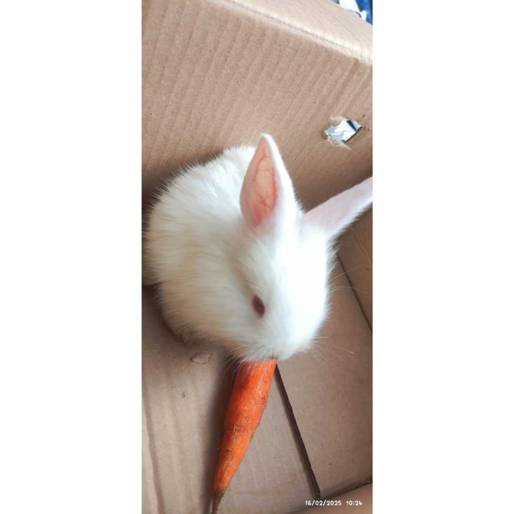 Aneka kelinci hewan peliharaan pet angora rex mini lion head