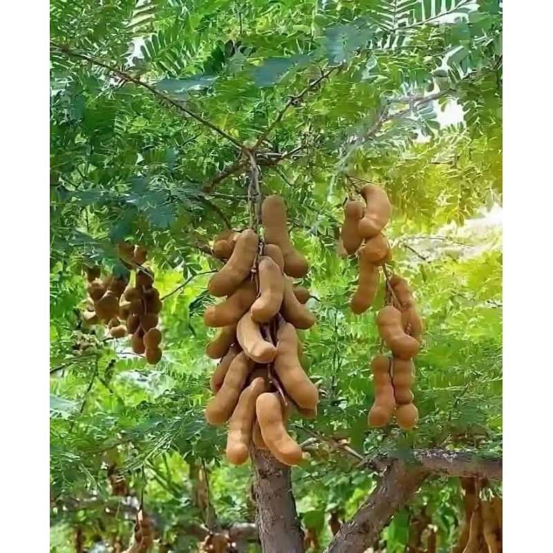 

ASAM MUDA