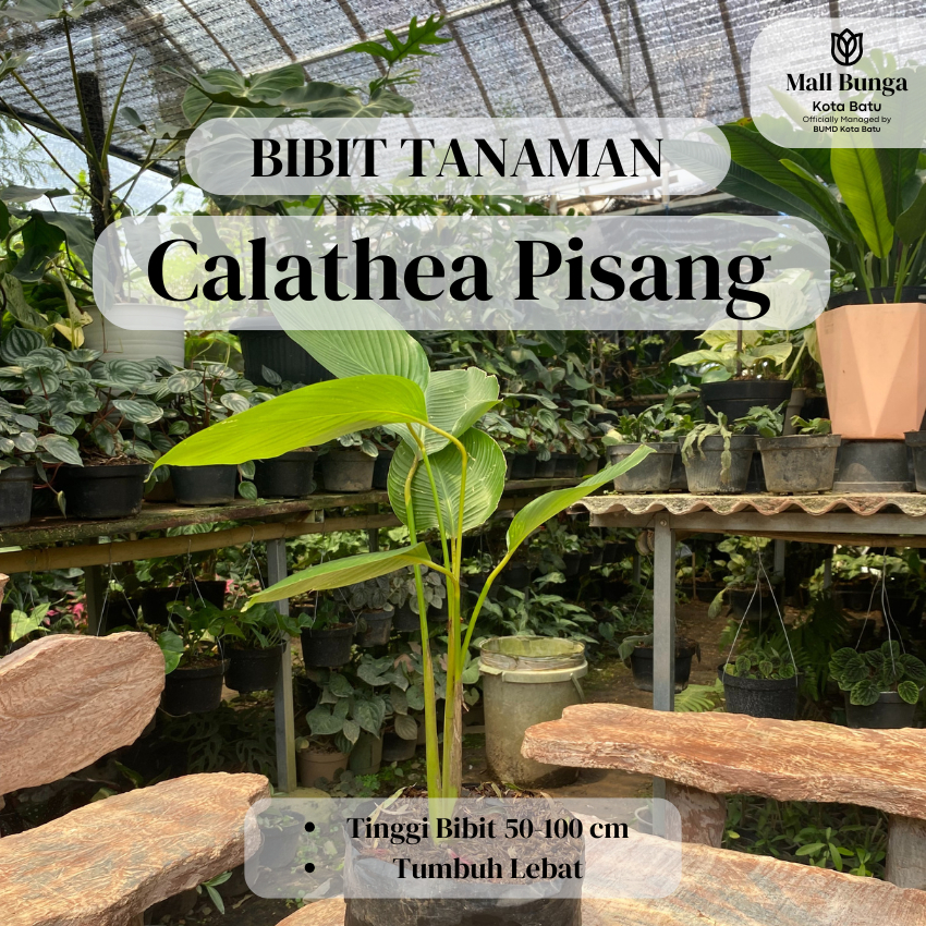 Tanaman Hias Calathea Pisang - Calathea Lutea Kalatea Meranti Sepat Pisang Tinggi Bibit 50-100 cm