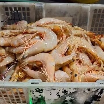 

UDANG JERBUNG / UDANG LAUT