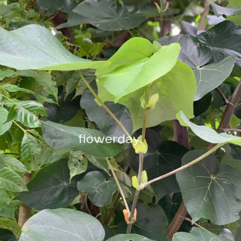 

30 lembar daun waru segar organik non pestisida