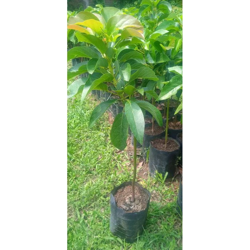 bibit alpukat kelud