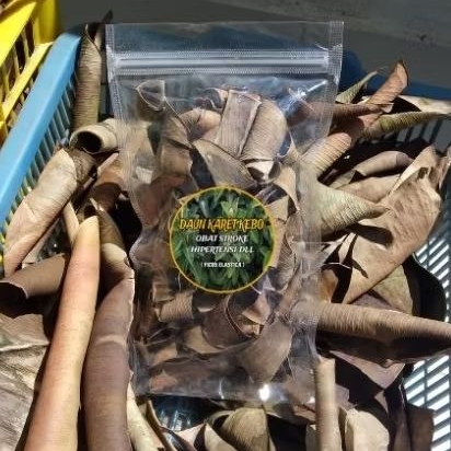 

Ekstrak daun karet kebo obat untuk stroke hipertensi keputihan dll 100% Alami (isi 20 Gram)