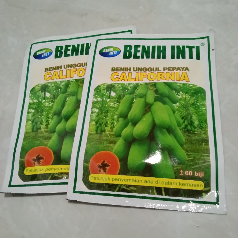 Benih Bibit Pepaya California (Tahan Virus, Tahan Layu Fusarium) isi 1 gram kemasan 60 butir /READY 