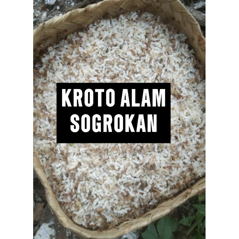 kroto segar untuk burung/ umpan pancing