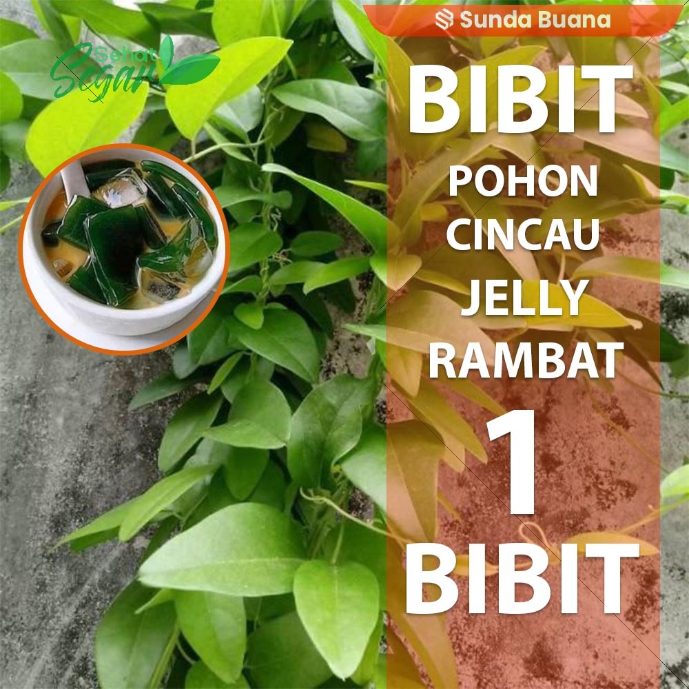 Bibit Cincau hijau Cincau jelly rambat