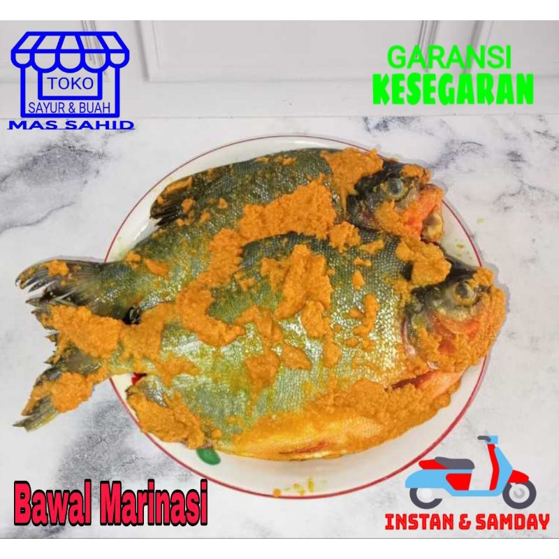 

Ikan Bawal Marinasi ikan Tawar Marinasi Siap Goreng 400g/500g