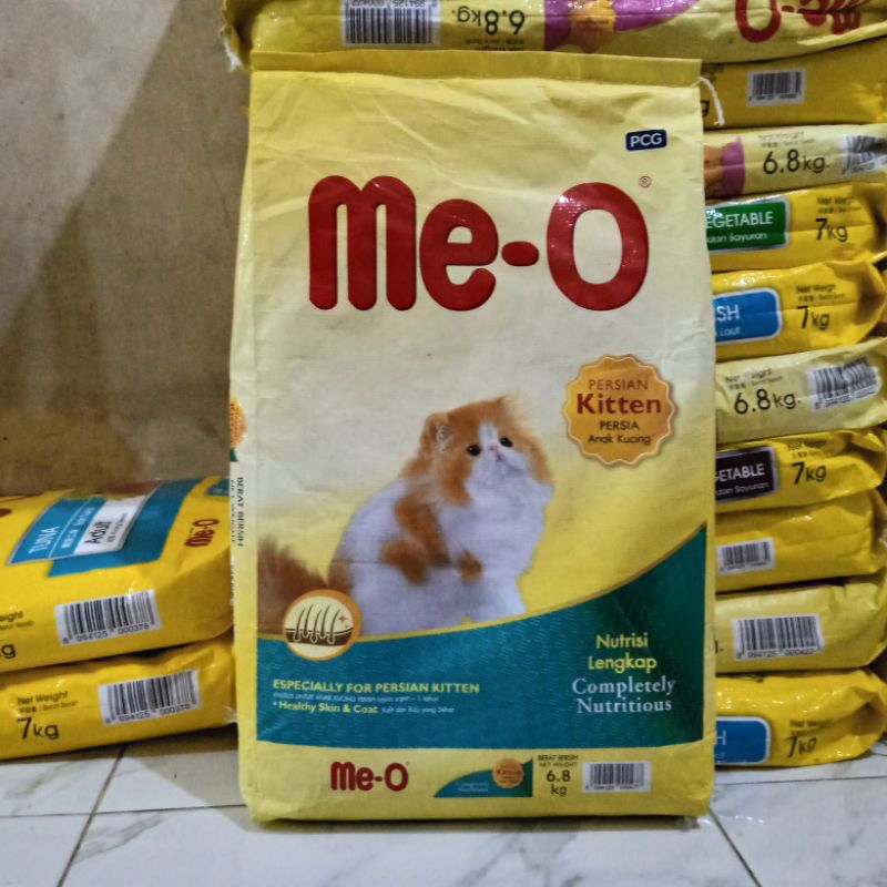 meo kitten persian 6,8kg meo kitten meo persian kitten