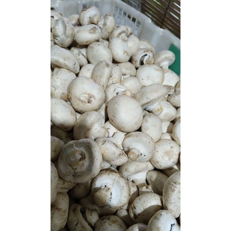 

jamur champignon 100gr