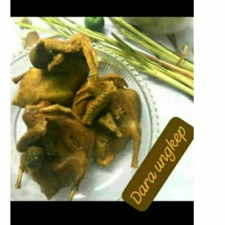 

BURUNG DARA UNGKEP