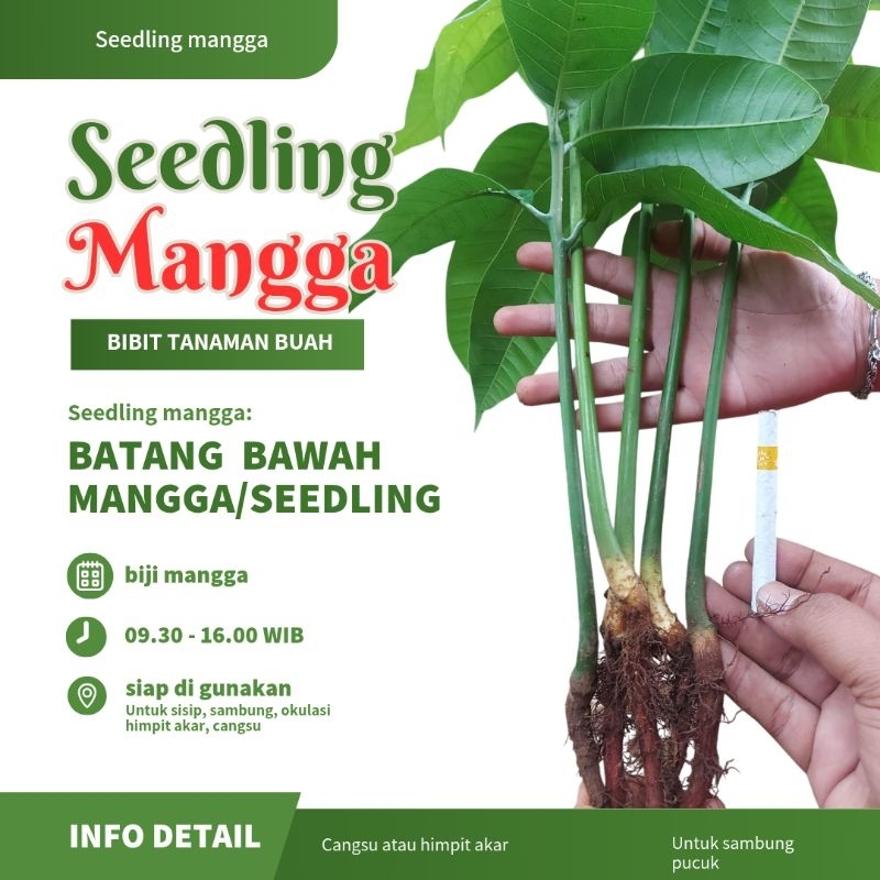 6 seedling mangga, batang bawah mangga untuk sambung ,himpit akar, cangkok susu