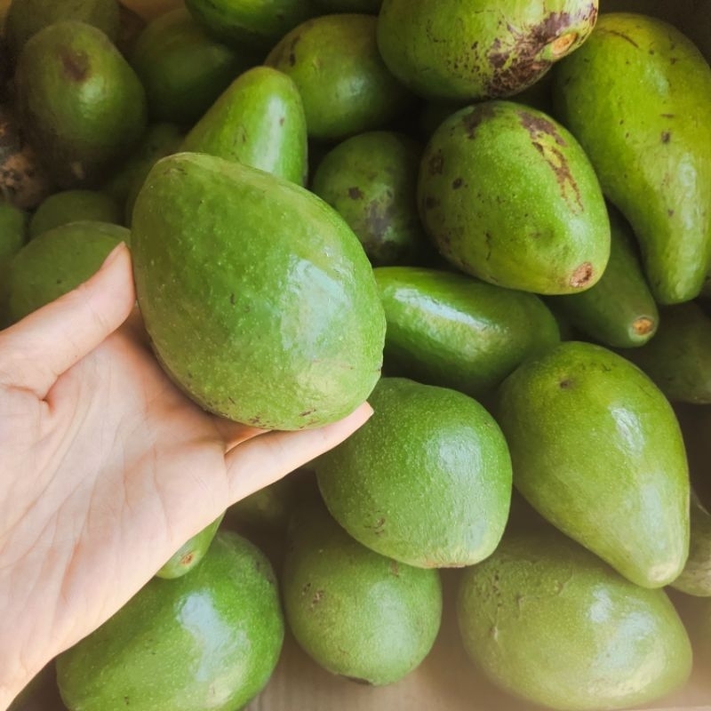 

Alpukat Mentega / buah segar / parcel buah / parcel buah segar