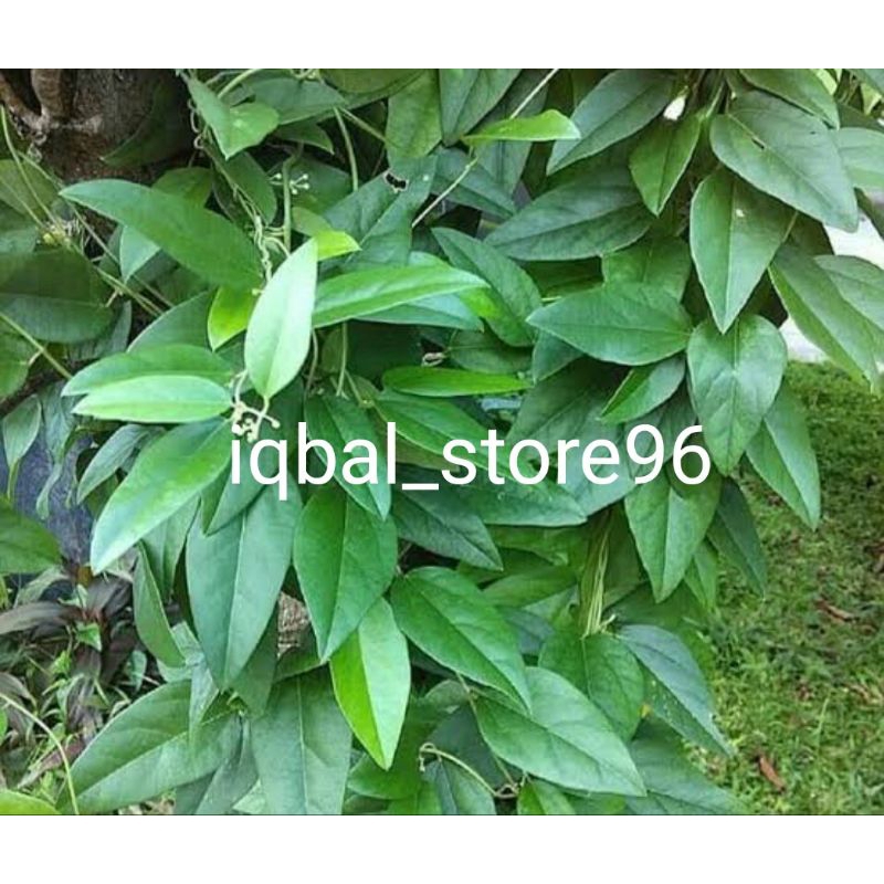 

promo paket daun cincau segar cincau rambat per lembar presh