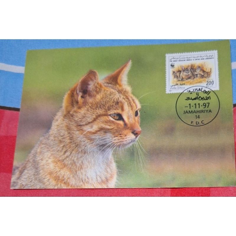 

kartu pos maxi kucing afrika/maxicard cat africa