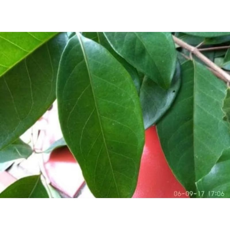 

daun salam fresh 50 gram