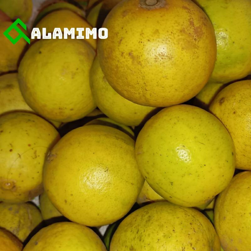 

Jeruk nipis kuning 1kg jeruk pecel kuning tua perkg