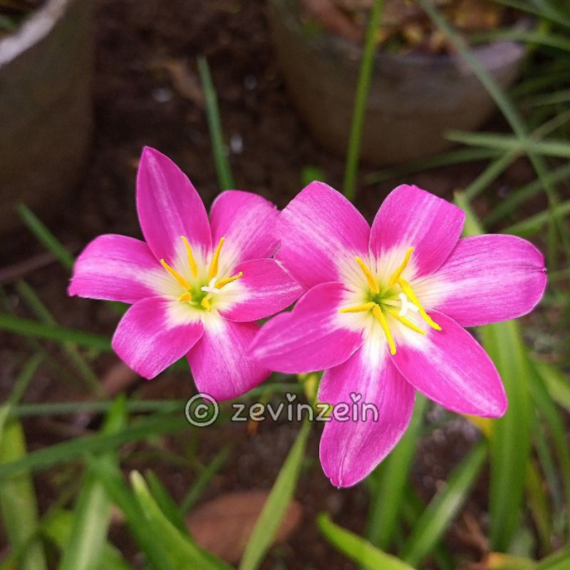 

Umbi Lili Hujan Orchid Import ( Dijamin 100% asli )