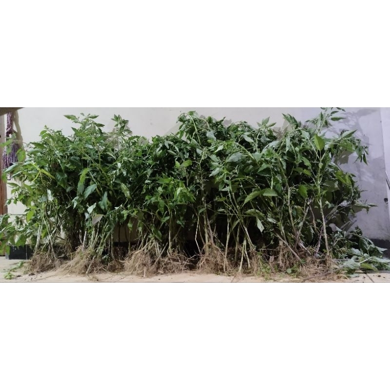 

Serbuk Herba Ciplukan