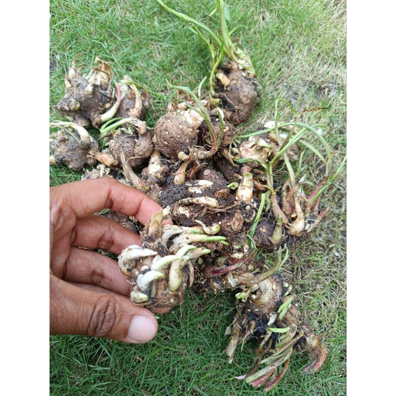 Bibit Bunga Sedap Malam Super asli dari petani.