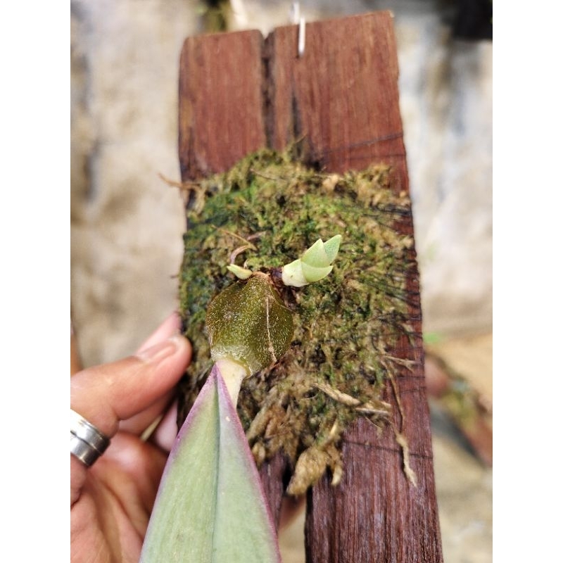Bulbophyllum macrobulbon ukuran kecil
