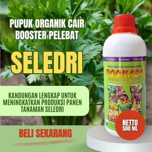 Pupuk Seledri / Pupuk Seledri Praha / Pupuk Seledri Bibit / Pupuk Seledri Batang Besar / Penyubur