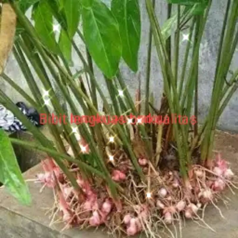

Bibit lengkuas fresh | Bibit lengkuas segar | 1poho (tunas)
