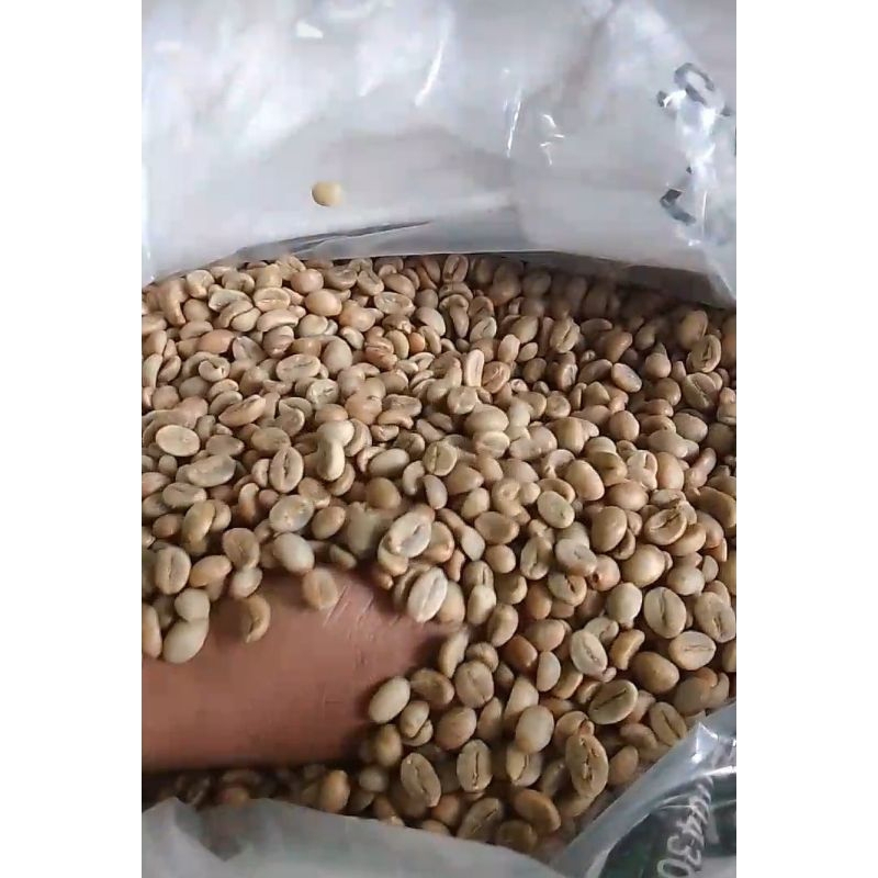 Green bean Robusta