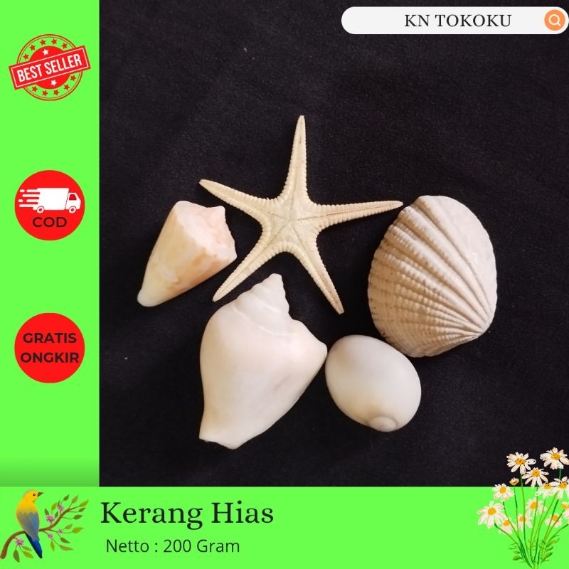 Bahan Prakarya Cangkang Kerang dan  Hiasan Aquarium kerang 200 Gram.