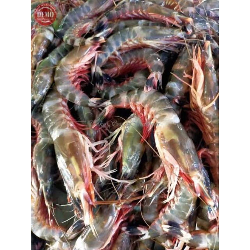 Udang fresh segar pasar pagi/ udang windu