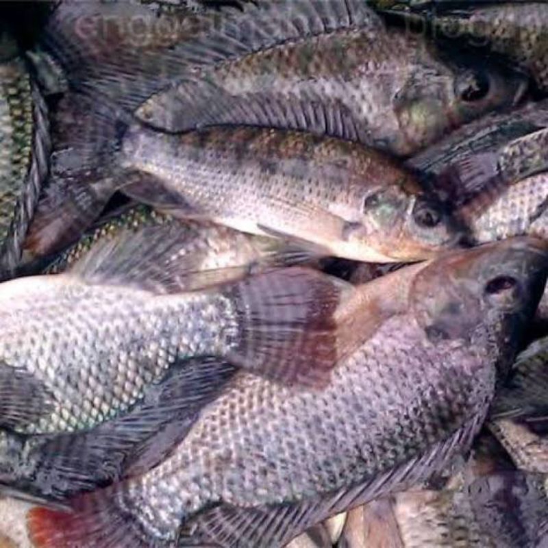 Ikan nila hitam segar pasar flamboyan/ ikan fresh segar ikan nila hitam pasar flamboyan hidup