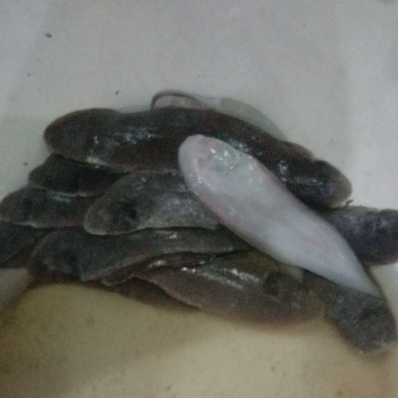 

ikan lidah segar