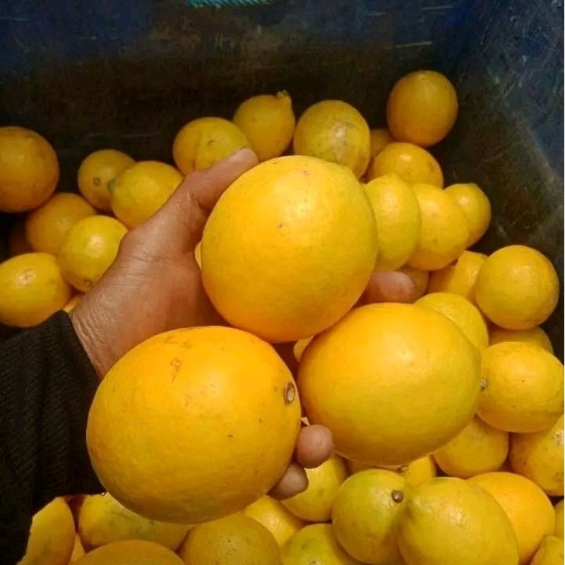

Jeruk lemon California 1kg | Lemon super segar 1Kg