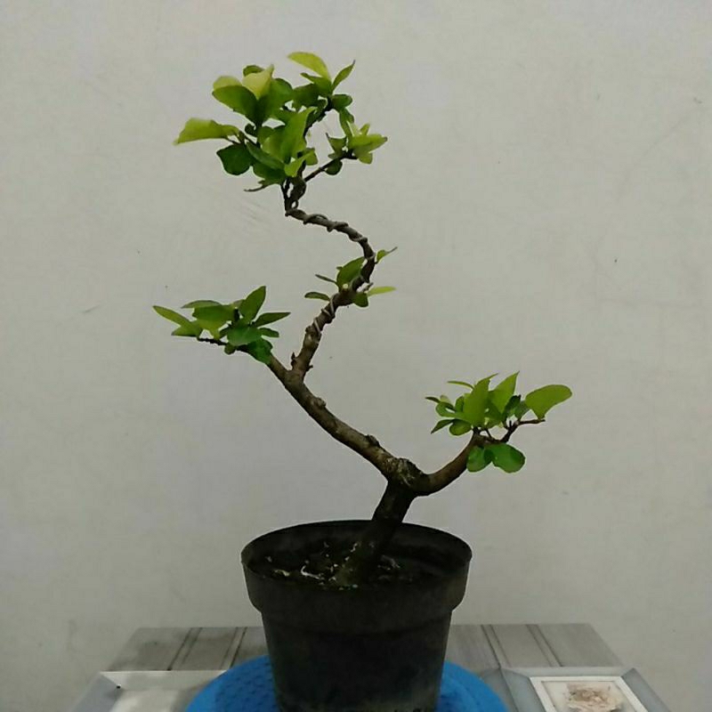 bonsai sianci